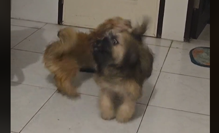 two little pups