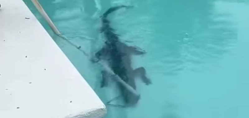 An alligator taking a swim in a residential swimming pool in Florida