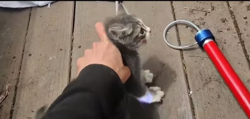 Kitten rescued by an animal control officer in Long Island New York