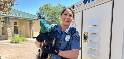 Animal control officer in Thornton Colorado removes a peacock from a golf course.