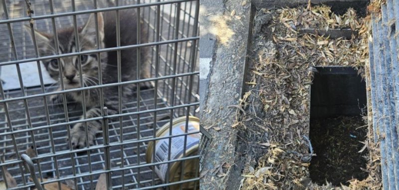 A kitten rescued by an animal control officer and city employees in California.