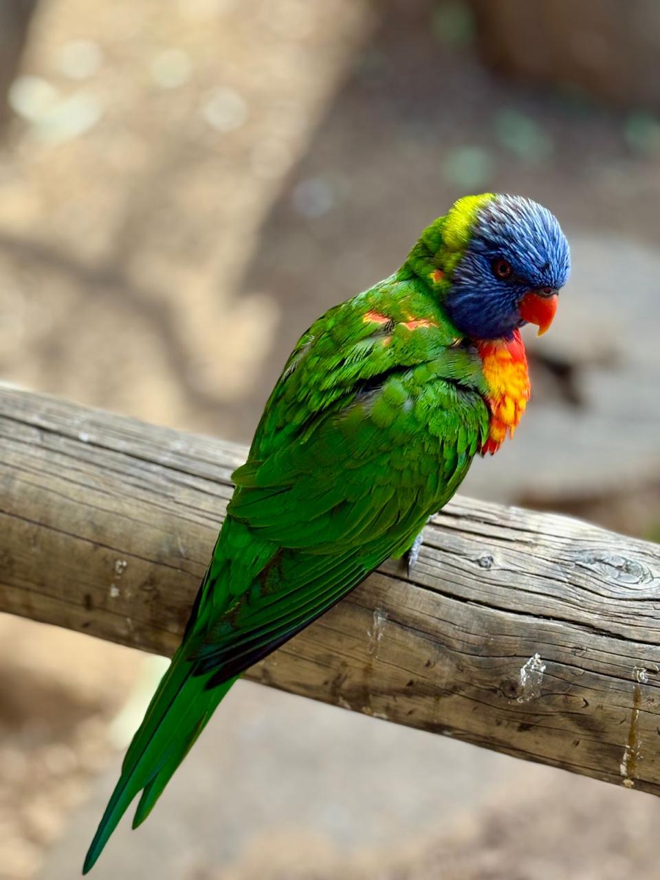 Colorful birds
