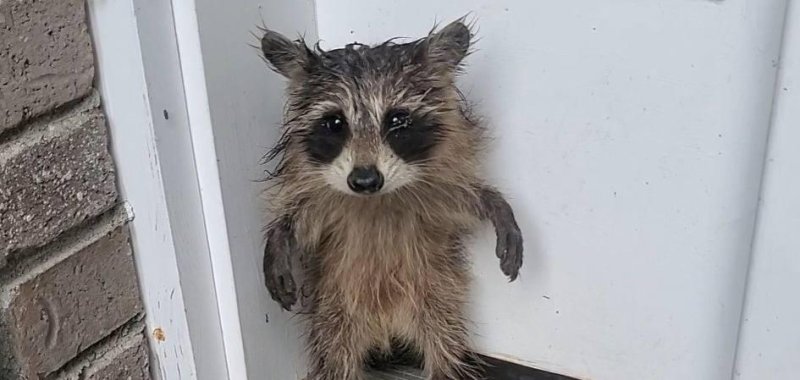 Baby raccoon being rescued by animal control employees in Massachusetts