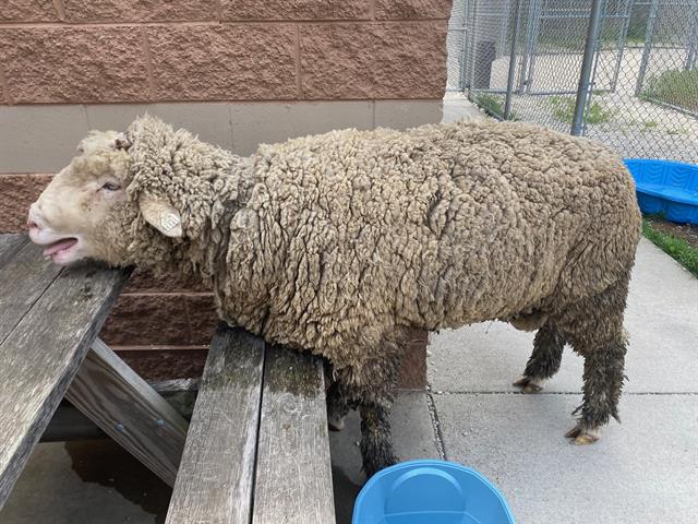 A loose sheep caught by authorities in Milwaukee.