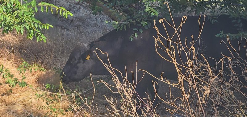 A cow on the loose in Antioch California.