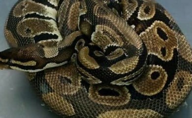 Python removed from a swimming pool deck in Florida.