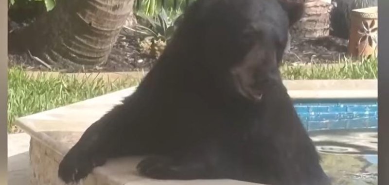 Black bear swimming in a pool in Florida.