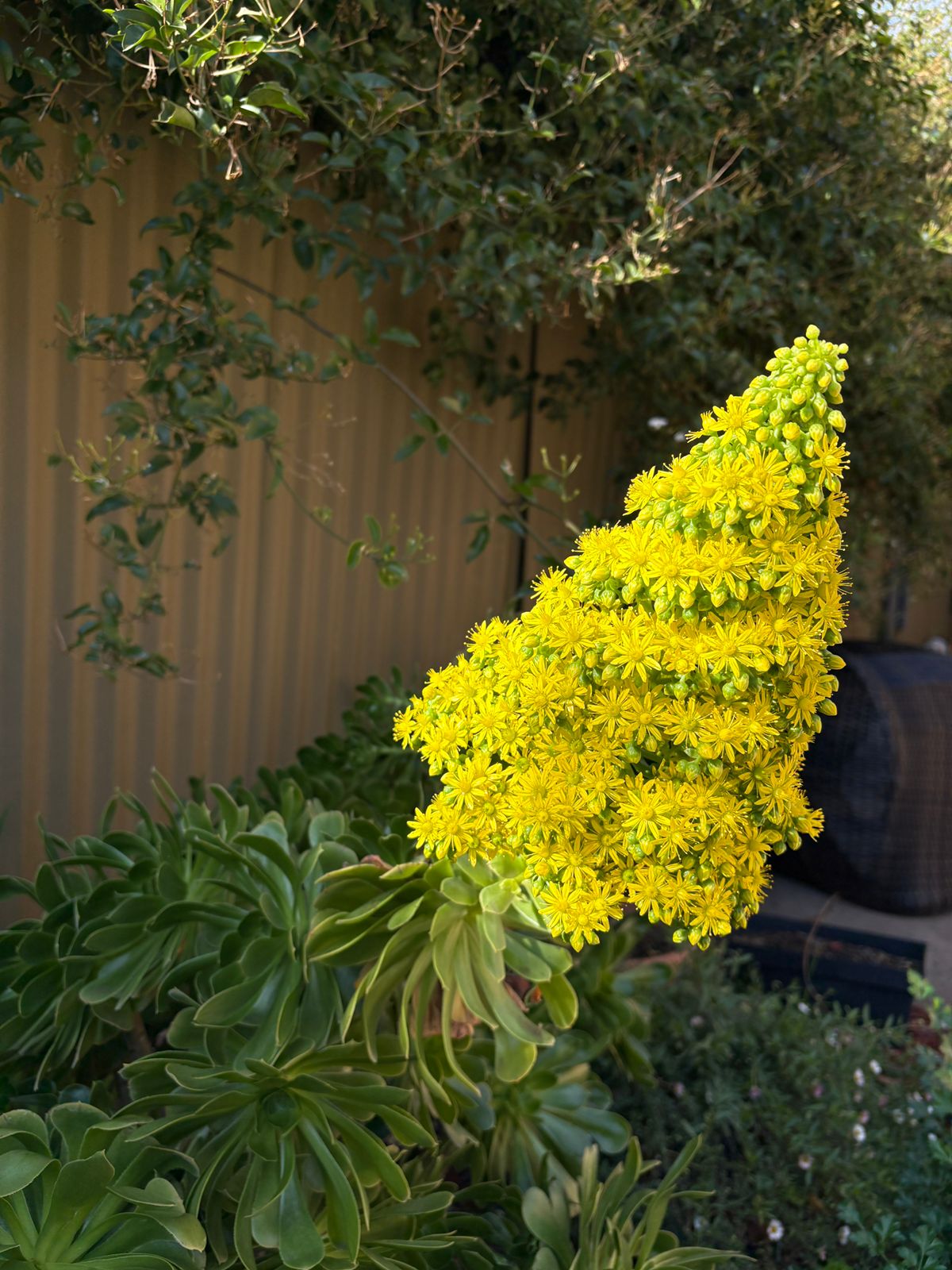 Flowers in the backyard