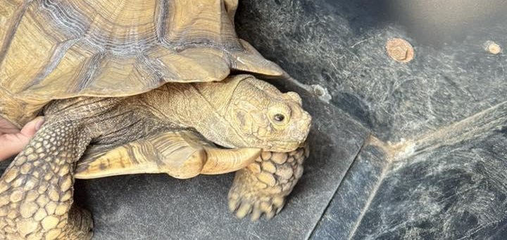 Tortoise that got away from home returned to its owner in South Carolina