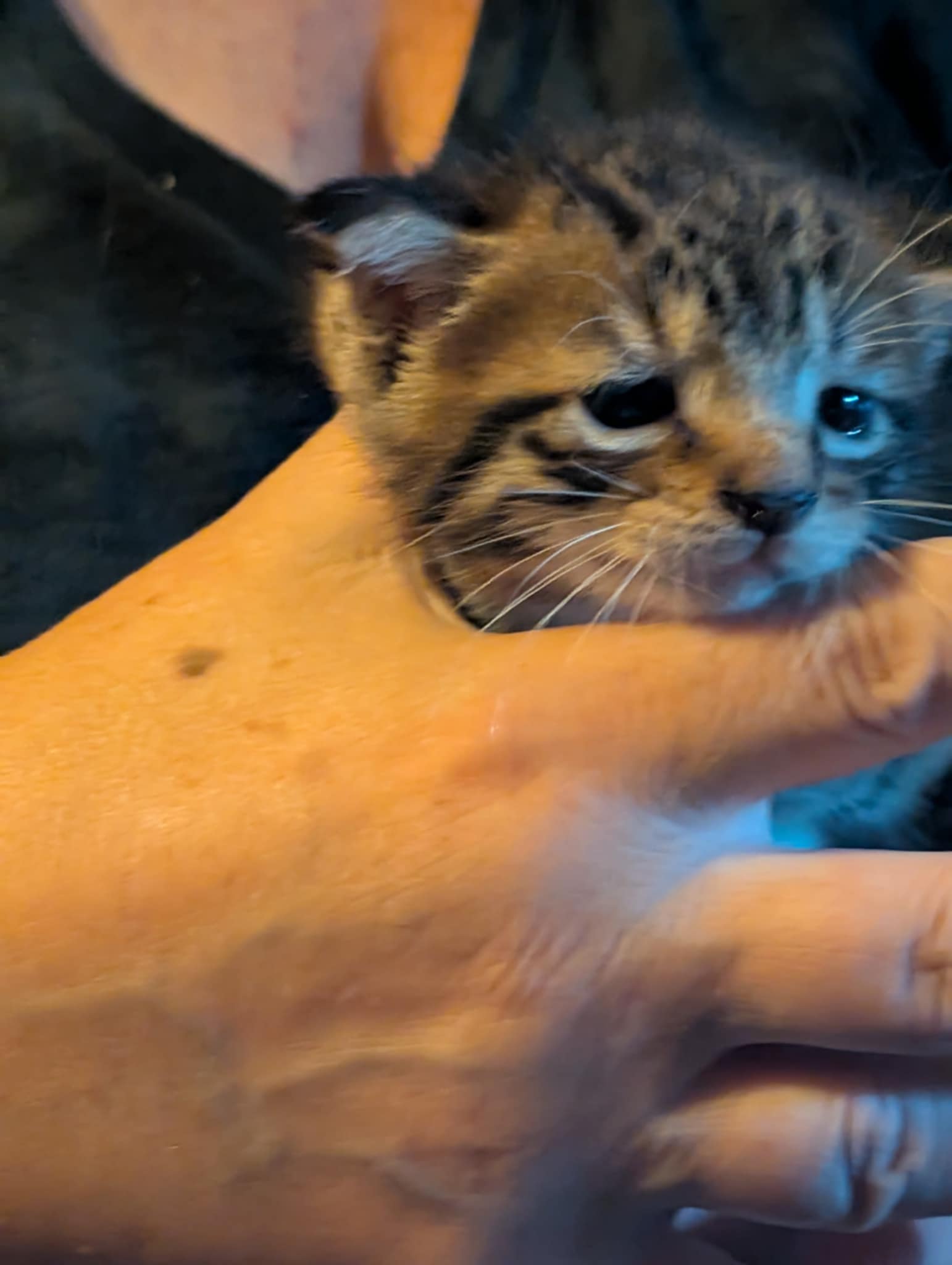 Grumpy Cat