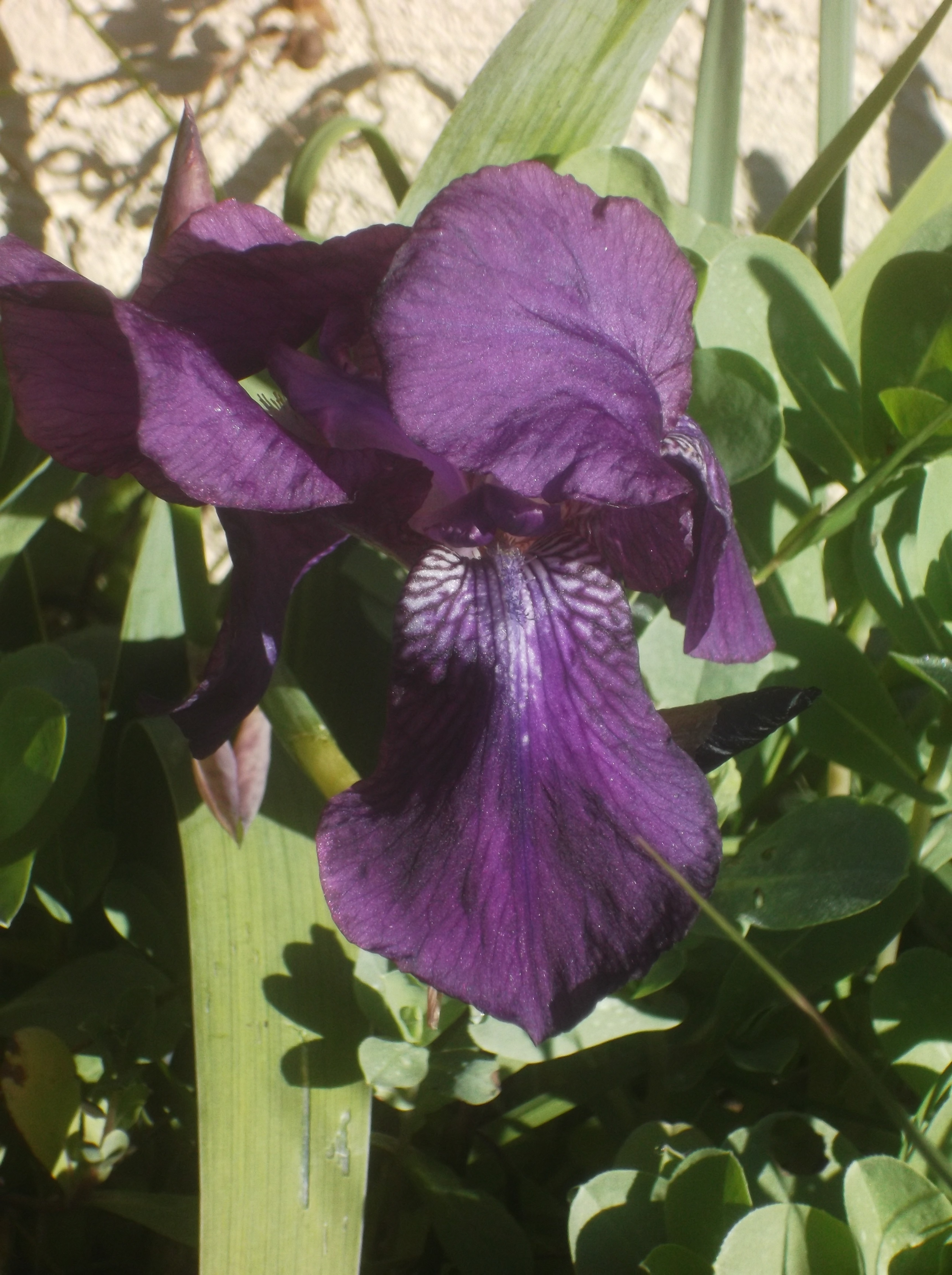Photo of Iris back at my house