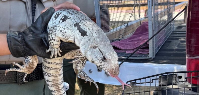 A huge lizard that was on the loose in California caught by authorities safely.