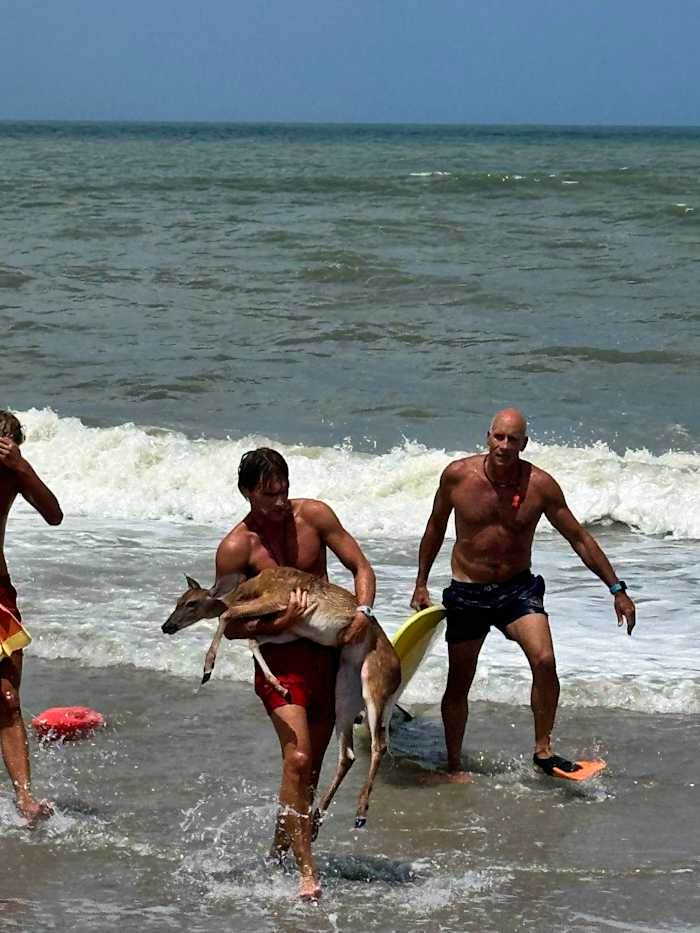 Lifeguards rescue a deer who was in the Atlantic Ocean un Florida.