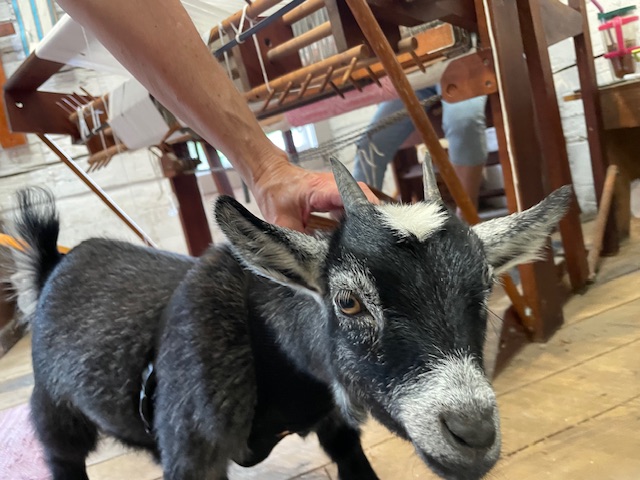 A pet goat who was on a leash at the Wabash & Erie Canal Village.  Photo taken by and the property of FourWalls. 