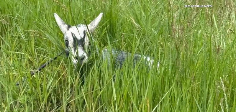 Goat on the loose in Falmouth Maine. Goat on the loose in Falmouth Maine.