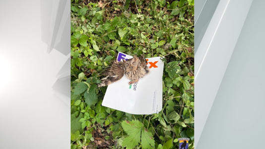 An owl that was injured in Pennsylvania rescued by a Fed Ex driver.