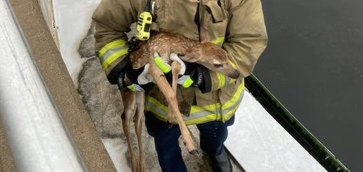 Firefighters in Oklahoma rescue a deer who was in a wastewater tank. 