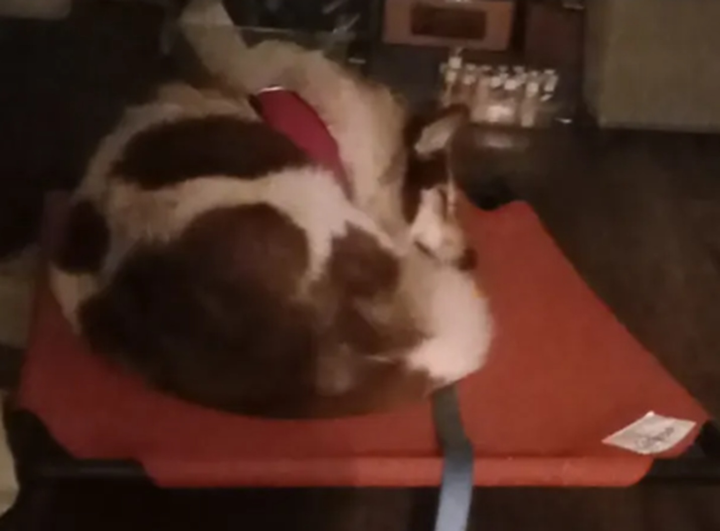 Photo I took of Ariel sleeping