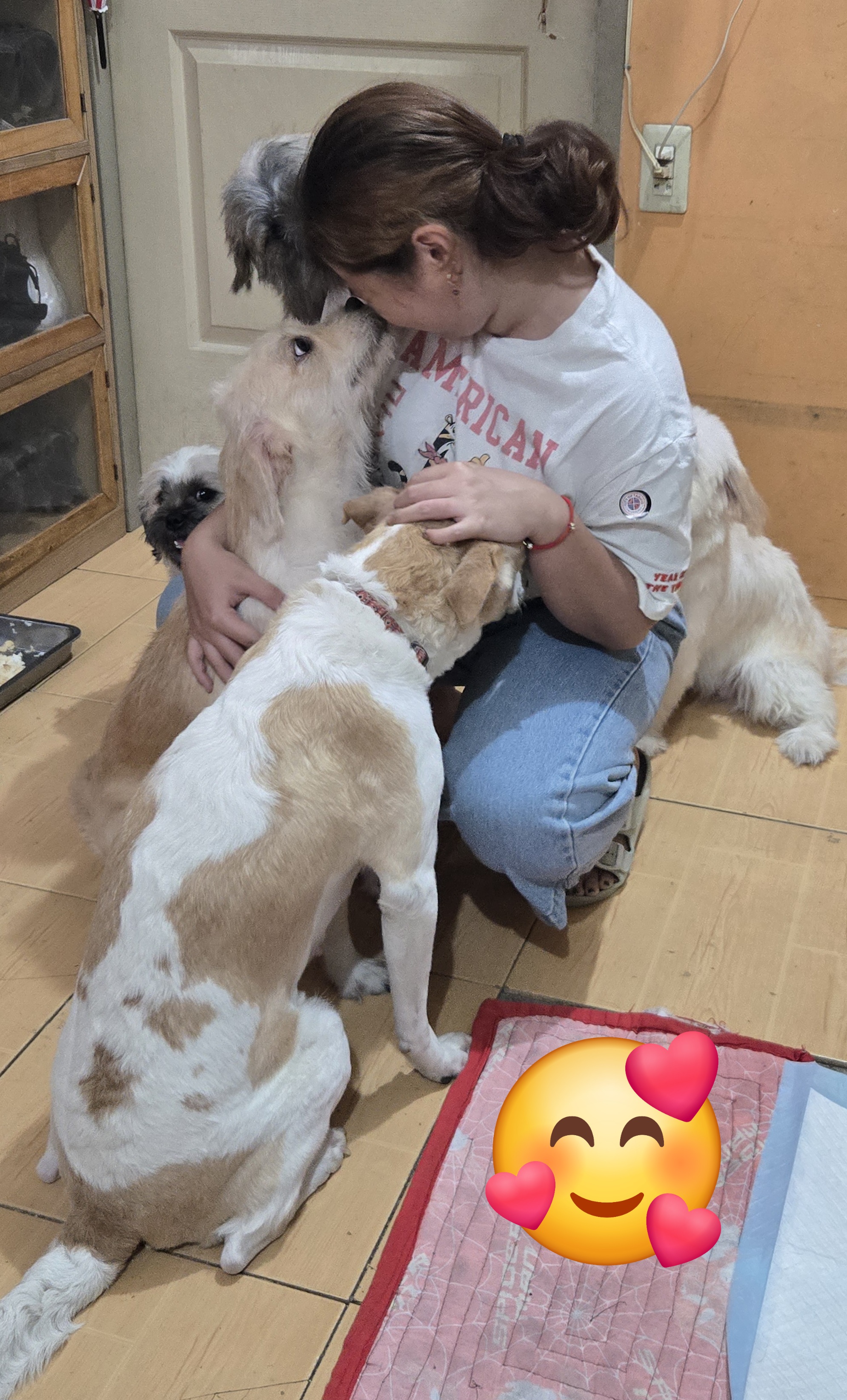 girl playing with dogs girl playing with dogs