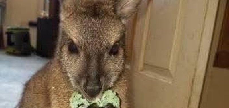 A wallaby on the loose in Oswego New York.