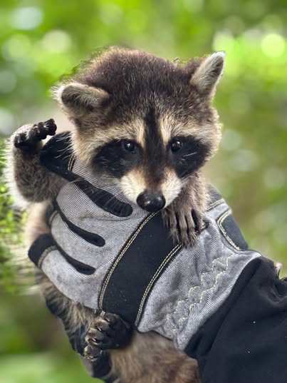 Baby raccoon rescued by an animal control officer and three policemen in CT.