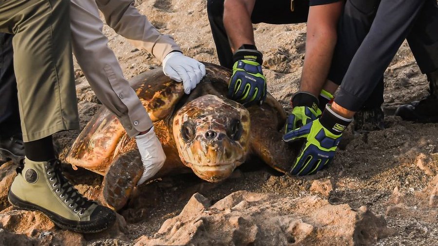 FWC and MCFR rescue a turtle stuck in the sand of a beach in Florida.
