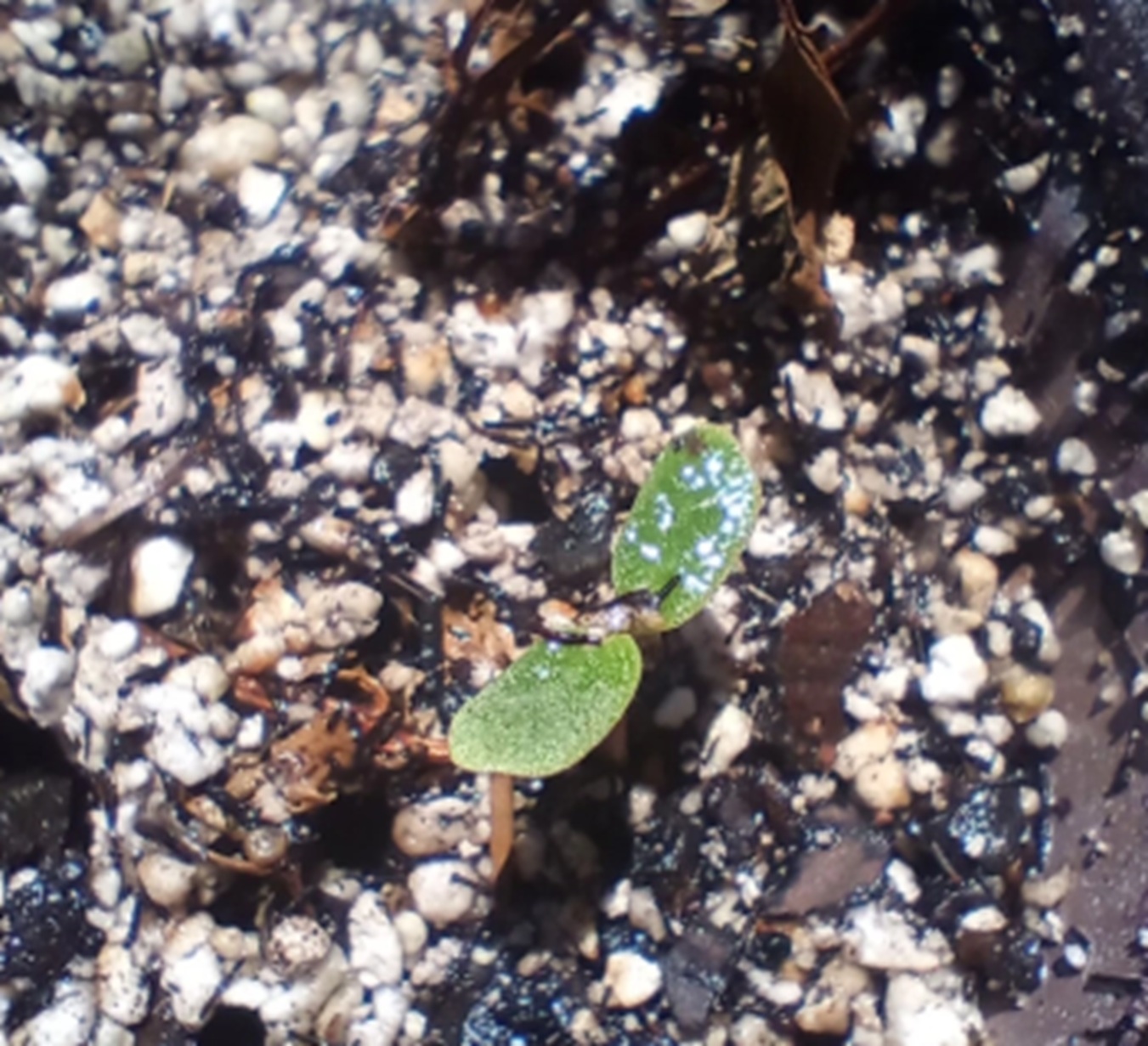 Sprout in a bucket on my patio wall