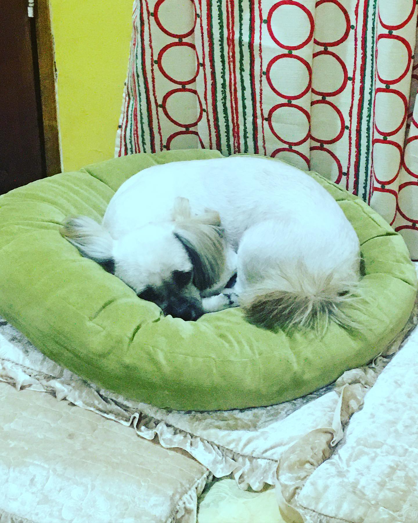 cleeping dog
