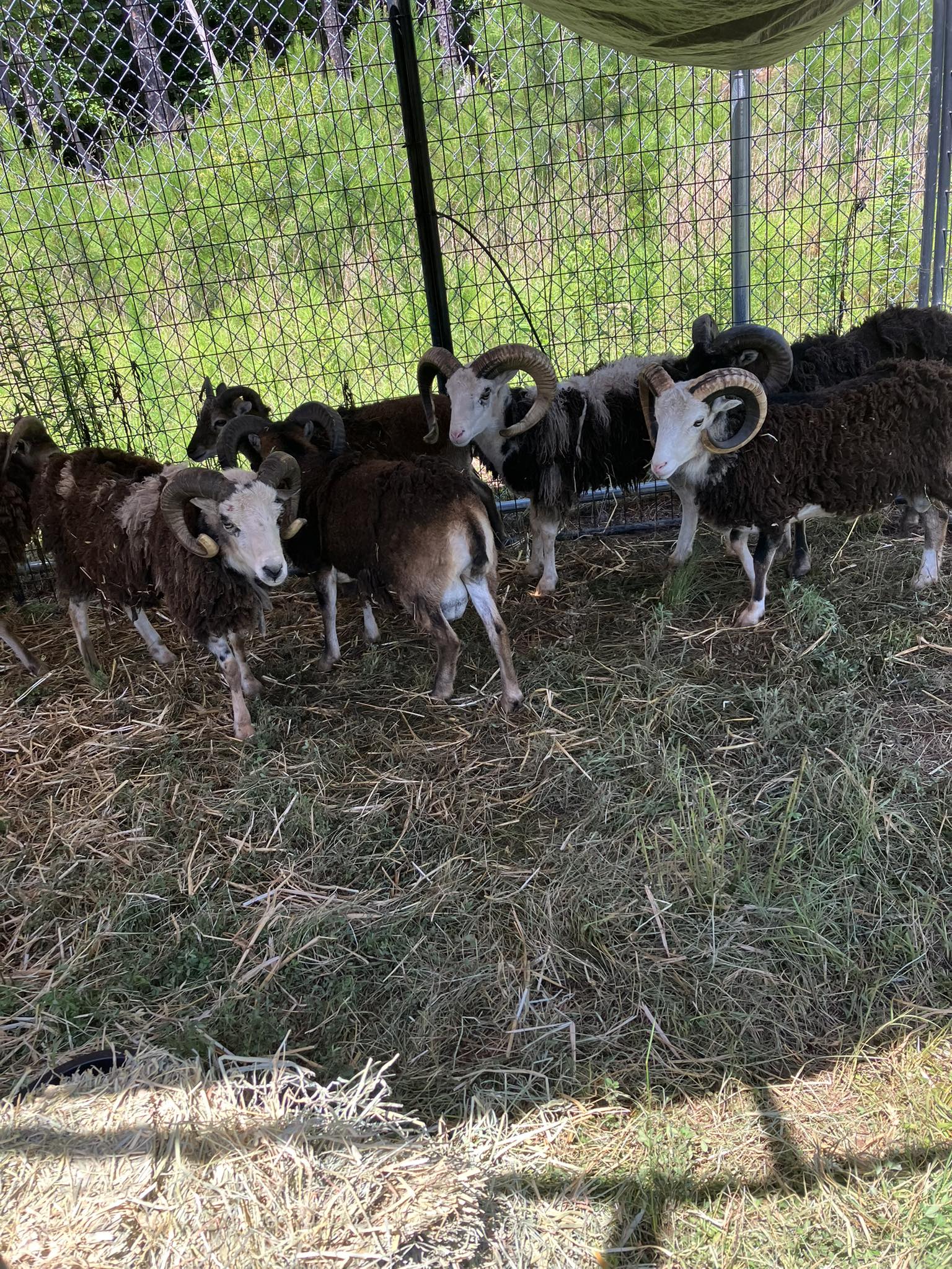 Sheep located near a river in North Carolina that were on the loose.