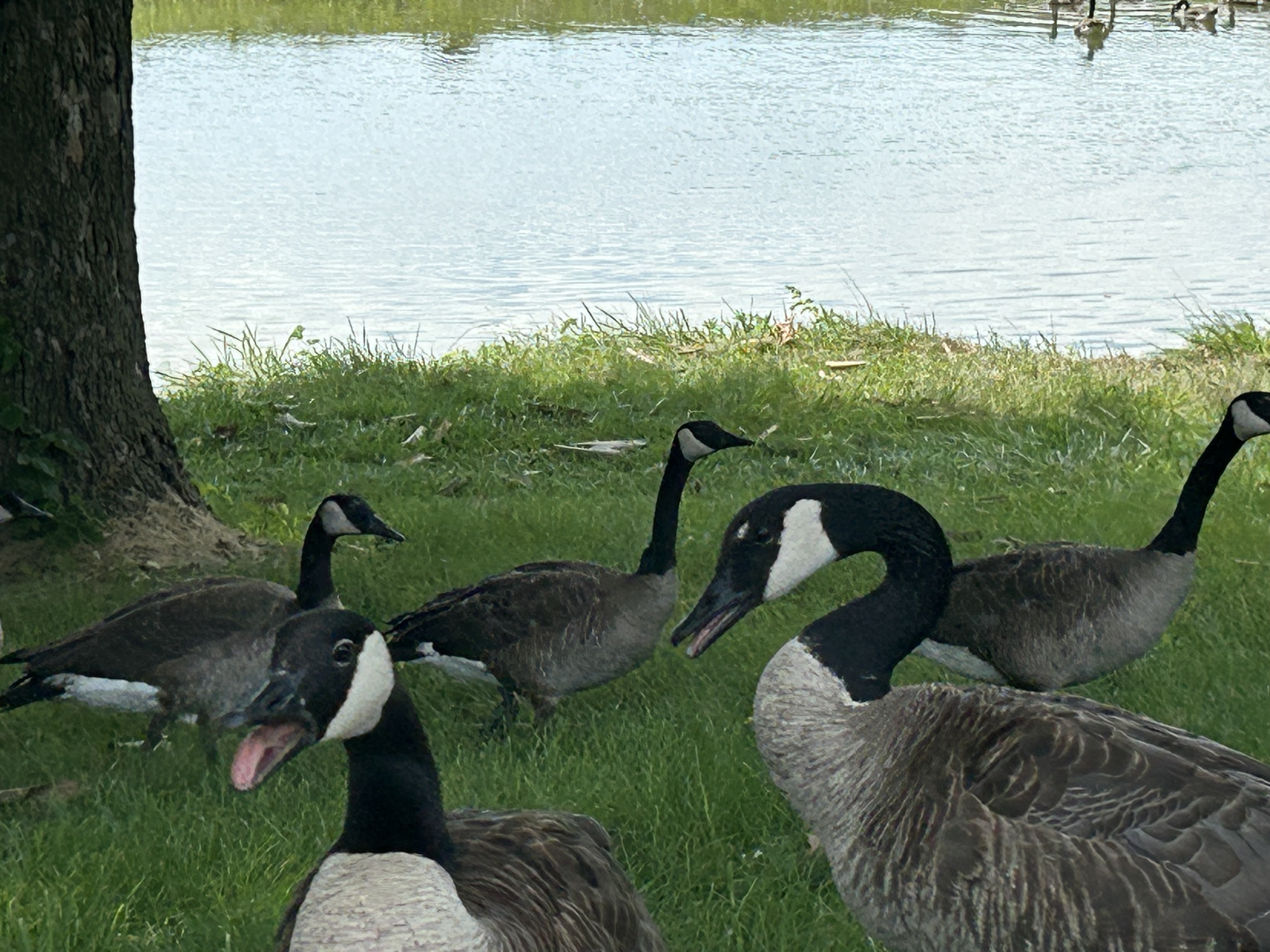 Geese along with Wabash and Erie Canal towpath.  Photo taken by and the property of FourWalls.