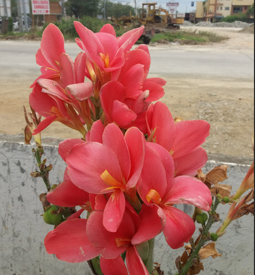 pink flower