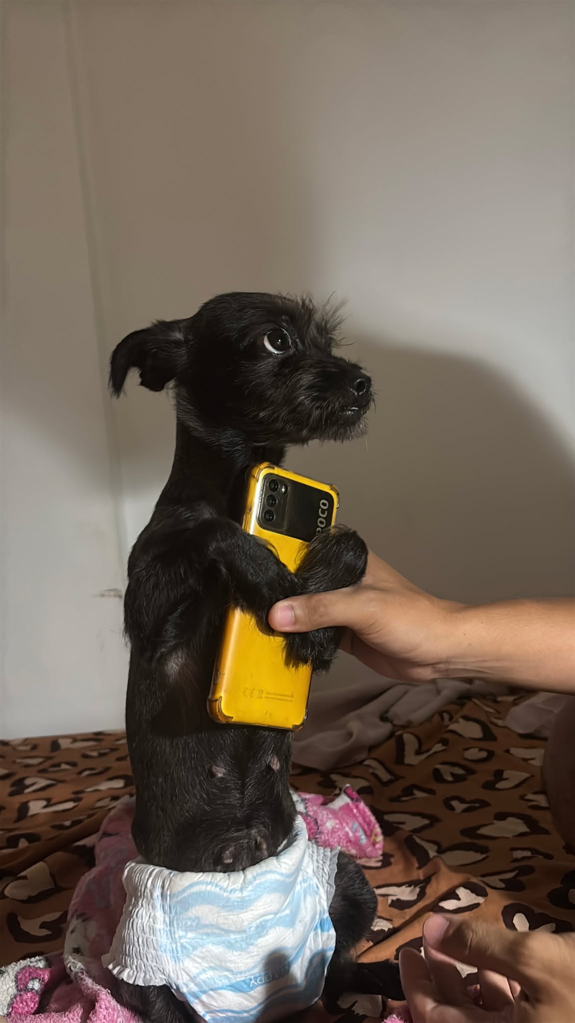 a dog holding a cellphone