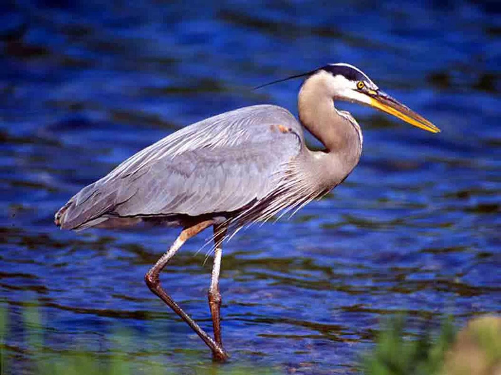 A heron that was in a lake in Brandon Township Michigan A heron that was in a lake in Brandon Township Michigan