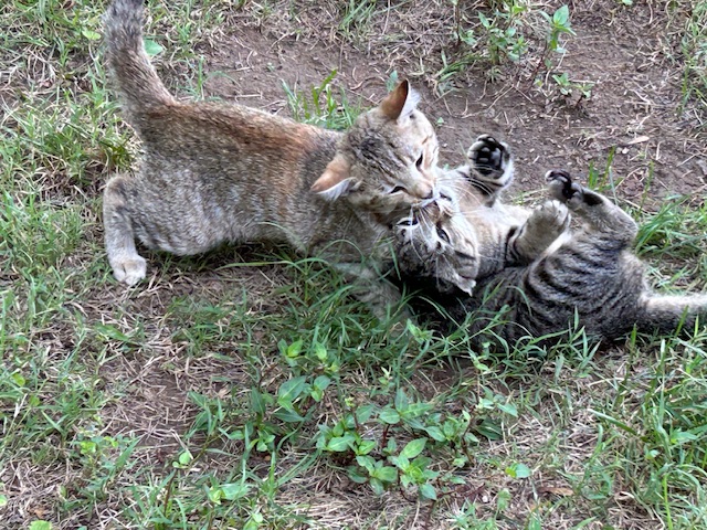 Kittens being kittens. Photo taken by and the property of FourWalls. Kittens being kittens. Photo taken by and the property of FourWalls.