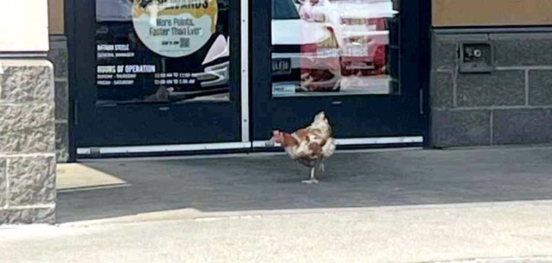 Live chicken seen near a Buffalo Wings restaurant in Iowa. Live chicken seen near a Buffalo Wings restaurant in Iowa.