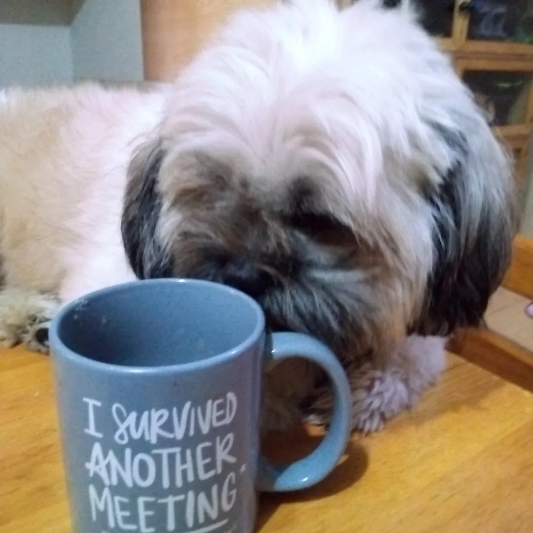 Dog sipping milk