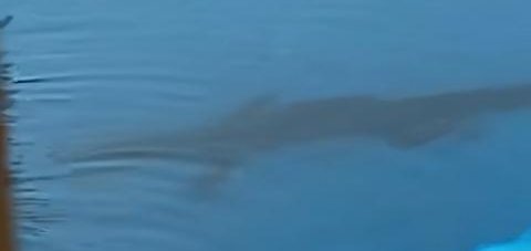 Alligator in a swimming pool in Florida