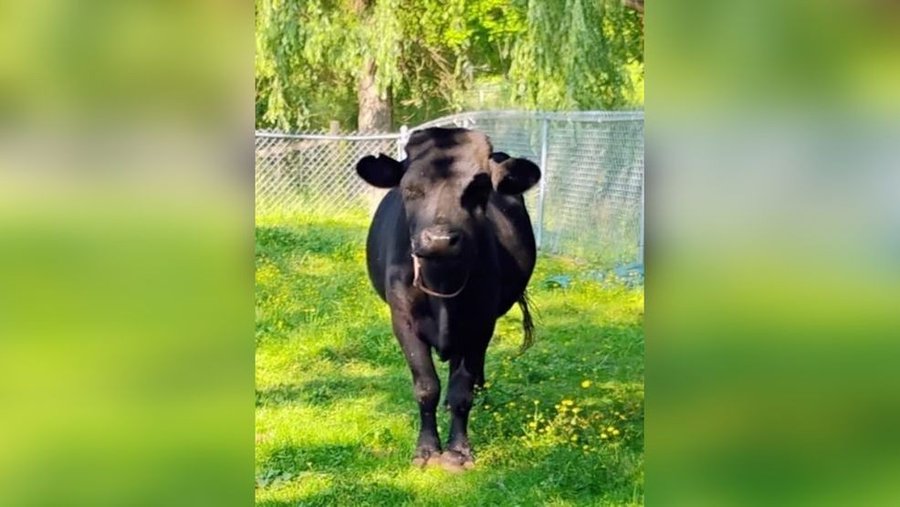 Missing coq found in North Carolina safely. 