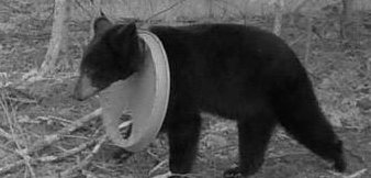 Bear with a lid around his neck in Michigan
