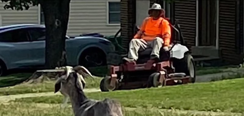 A male goat on the loose in the streets of Fort Washington Maryland