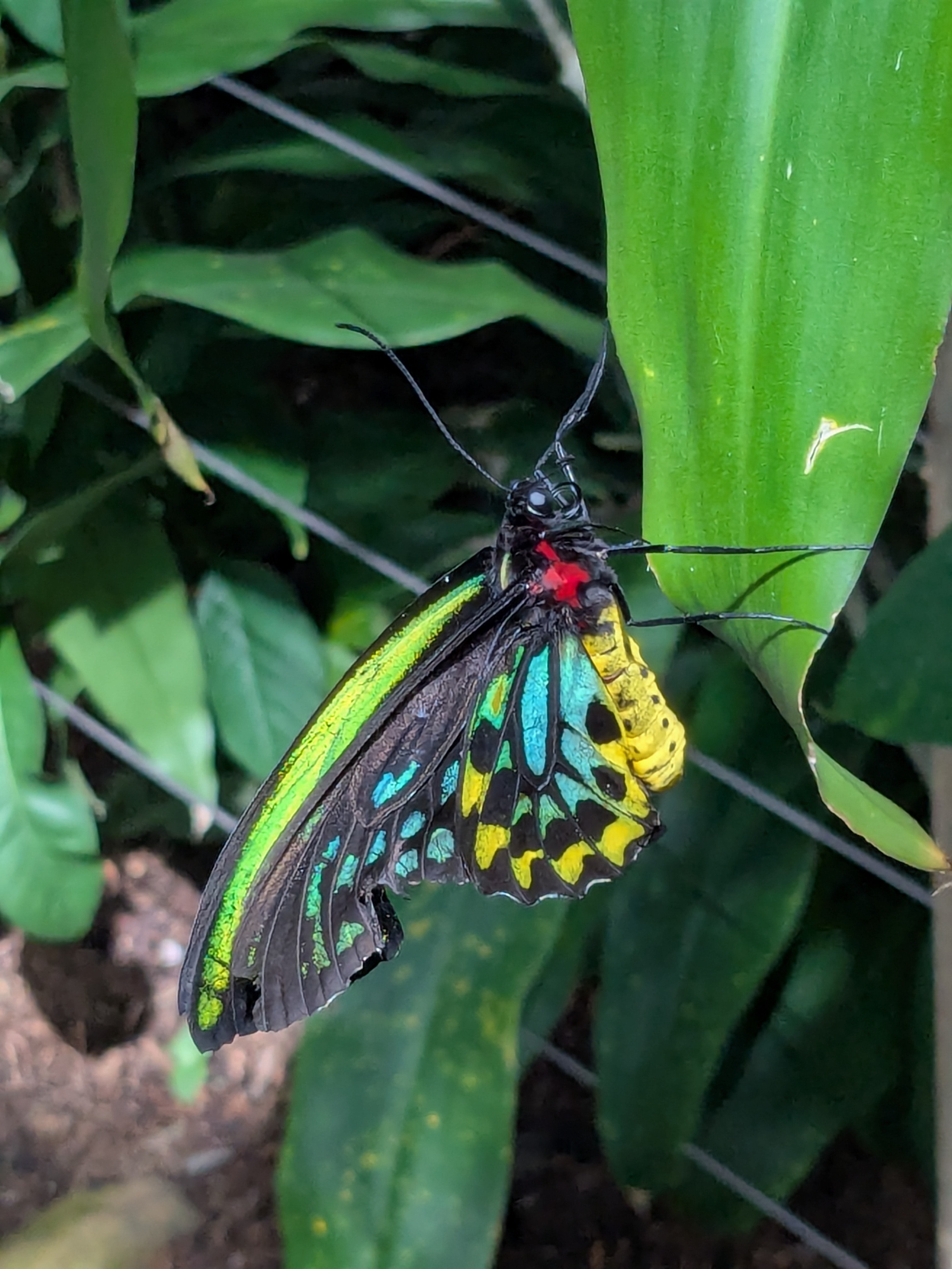 Colorful butterfly