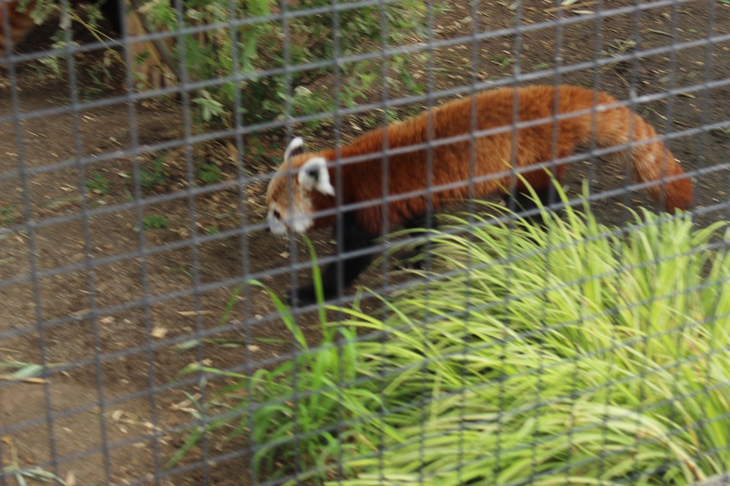 zoo