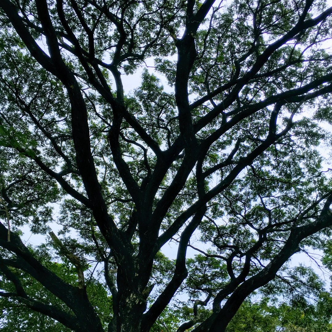 tree standing tall