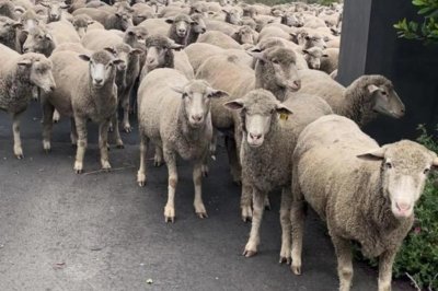More than 300 sheep ran away from their home in California.  