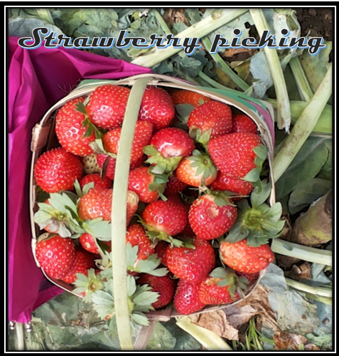 basket of strawberries