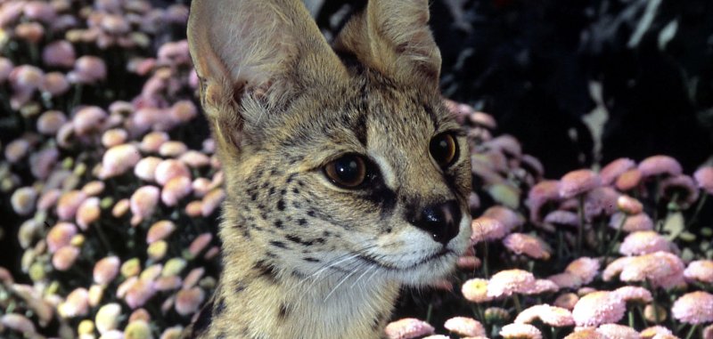 African serval on the streets of Swansboro North Carolina African serval on the streets of Swansboro North Carolina