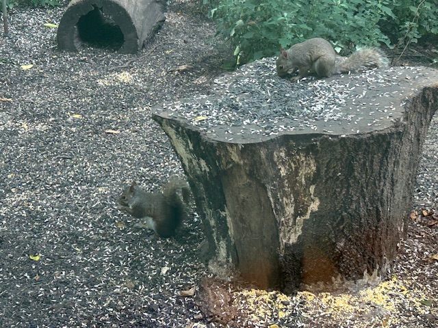 Squirrels at the Tippecanoe Battlefield in Lafayette, Indiana.  Photo taken by and the property of FourWalls. 