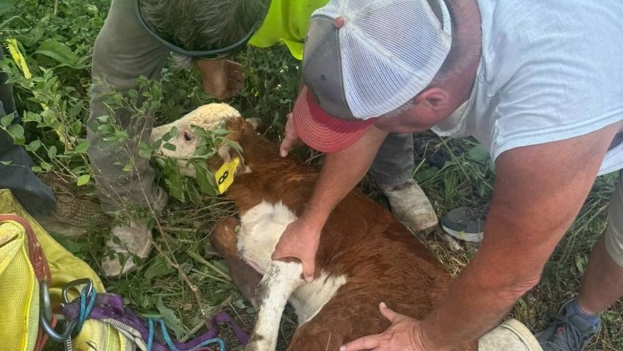 Rescuers in Tennessee rescue a calf that was in a sinkhole