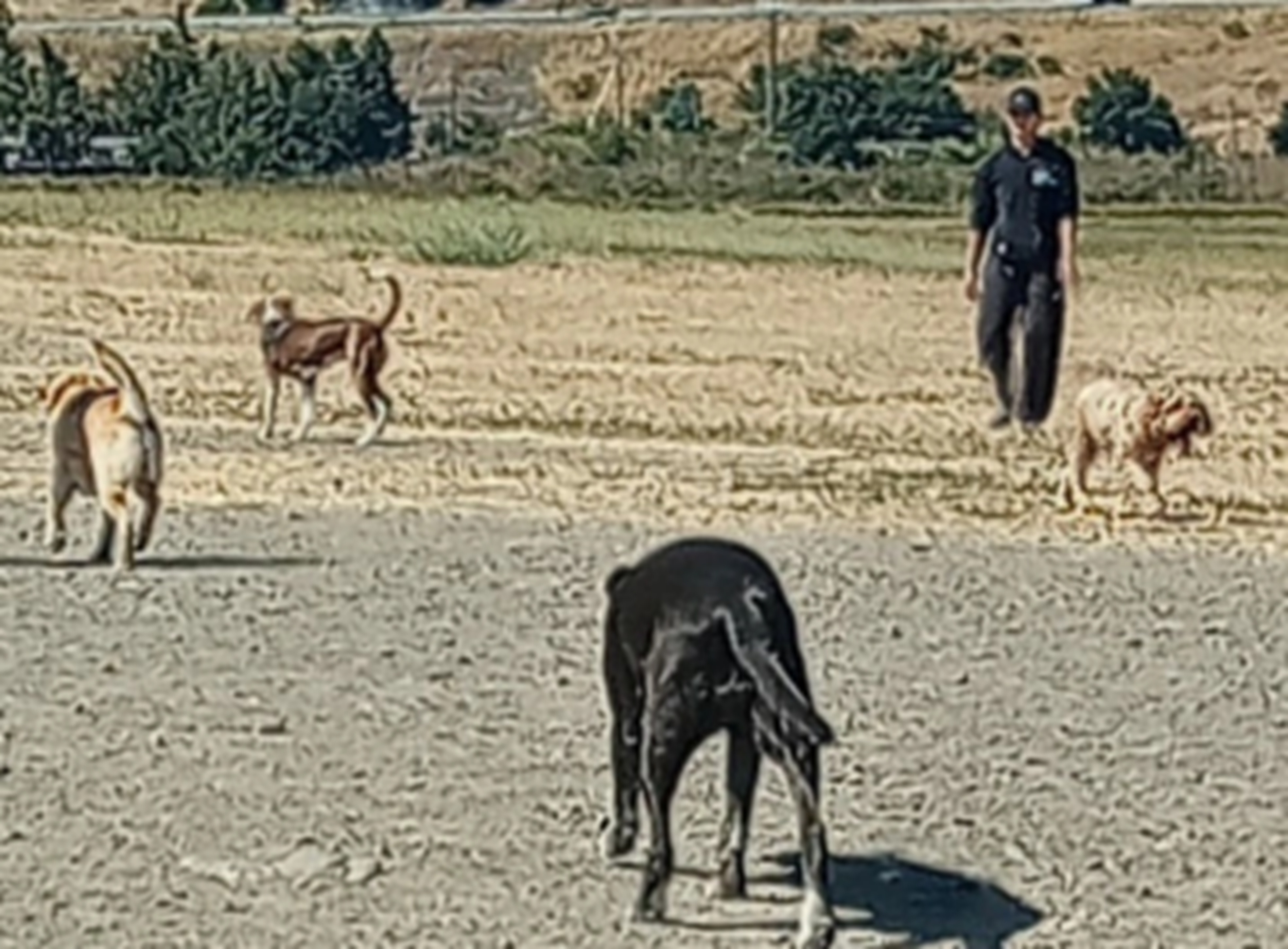 Doggies at the park
