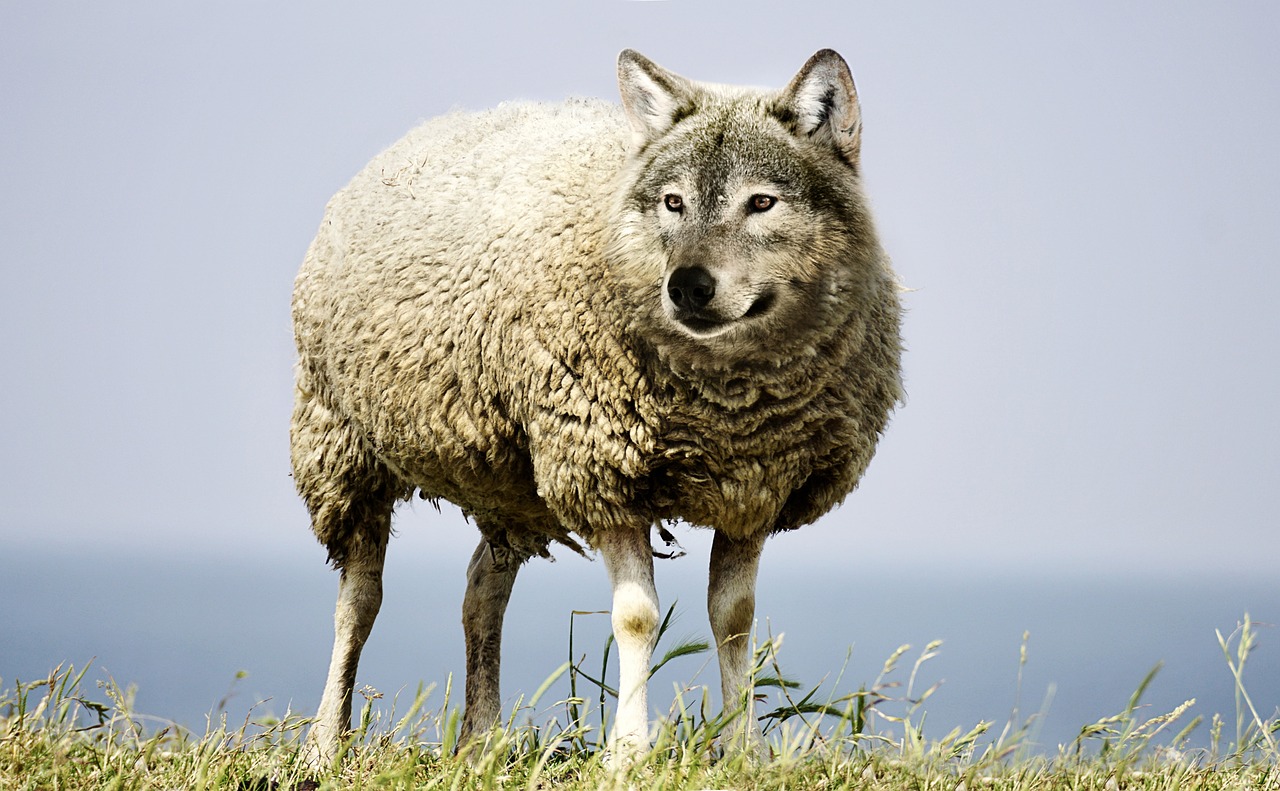 Do not be weak as a sheep, nor as ravenous as a wolf. Lead a balanced life